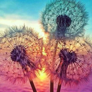2019 Dream Popular Modern Art Colorful Dandelions Diamond Embroidery VM1083
