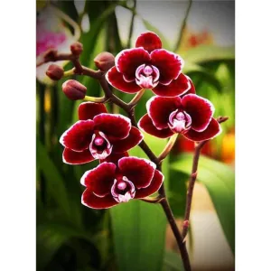 2019 New Hot Sale Red Flower 5d DIY Rhinestone Cross Stitch Kits VM8233