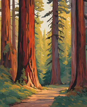 California Redwoods (1) - Van-Go Paint-by-Number Kit 40x50cm no Frame