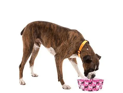 Expandable Collapsible Dog bowls (Set Of 2) - Pinky