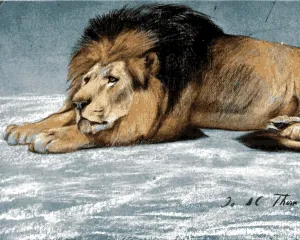 Generic Lions Collection PD (19) - Etude de Lion by John Macallan Swan - Van-Go Paint-by-Number Kit 50x65cm DIY Frame