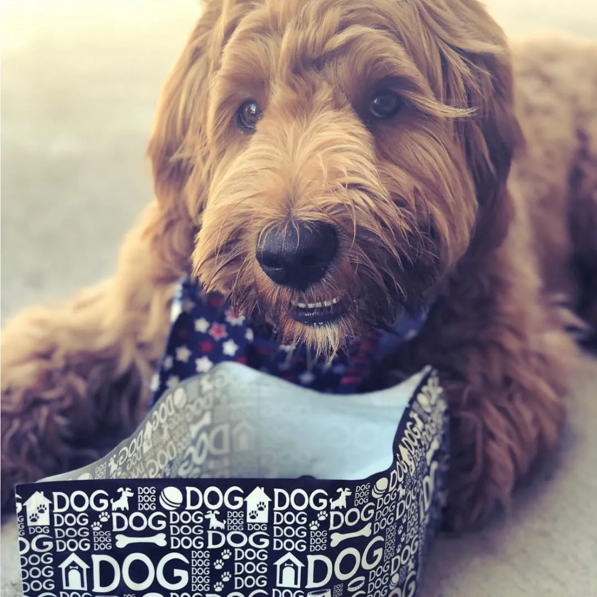 Modgy Portable Dog Bowl ~ Doggy Dog