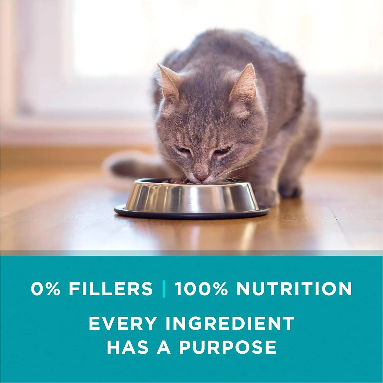 Purina ONE Natural High Protein Cat Food, Chicken Recipe in Wet Cat Food Gravy - (Pack of 24) 3 oz. Pull-Top Cans