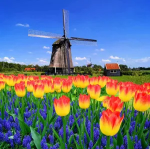 Siwacline 5D DIY Diamond Painting Kits, Landscape Diamond Painting, Tulip Blooms Classic Dutch Windmill Netherlands Countryside Spring Canvas Wall Art Full Drill Cross Stitch, 16x20 Inch Yellow Blue